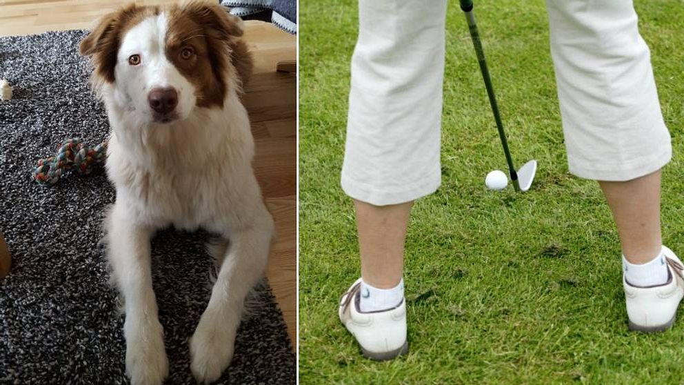 hunden sally, golf