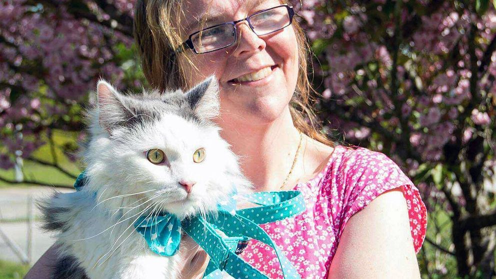 Katten Elvis dog efter måsattack