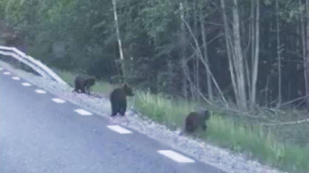 björnungar