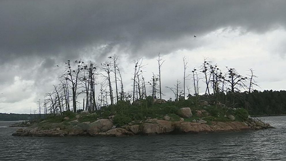 Skarvkoloni i Furusundsleden.