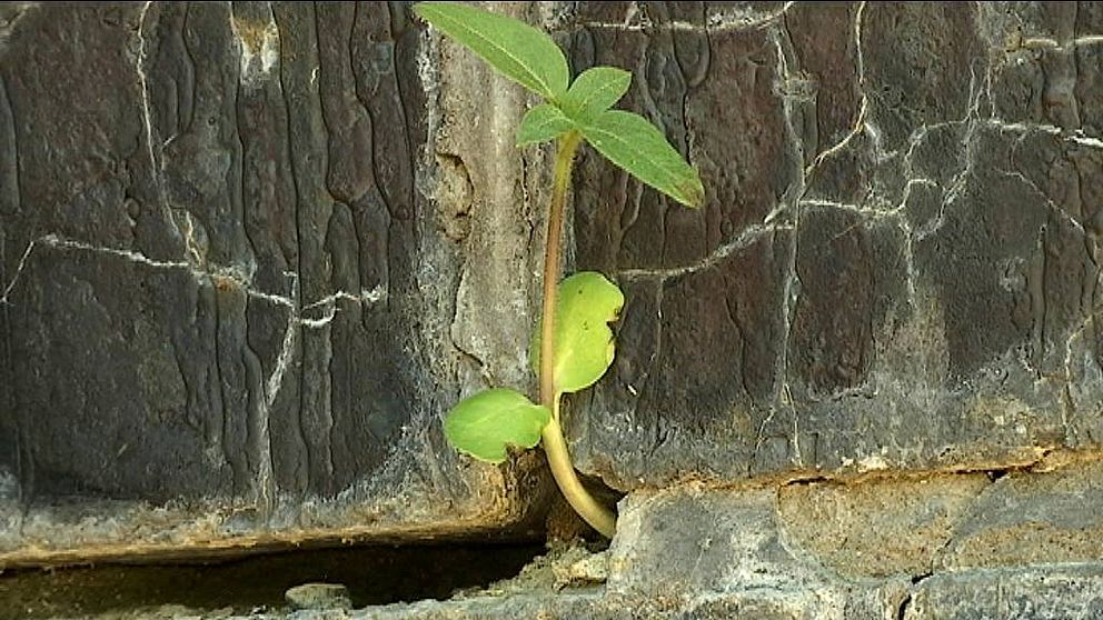 grön växt växer i väggen