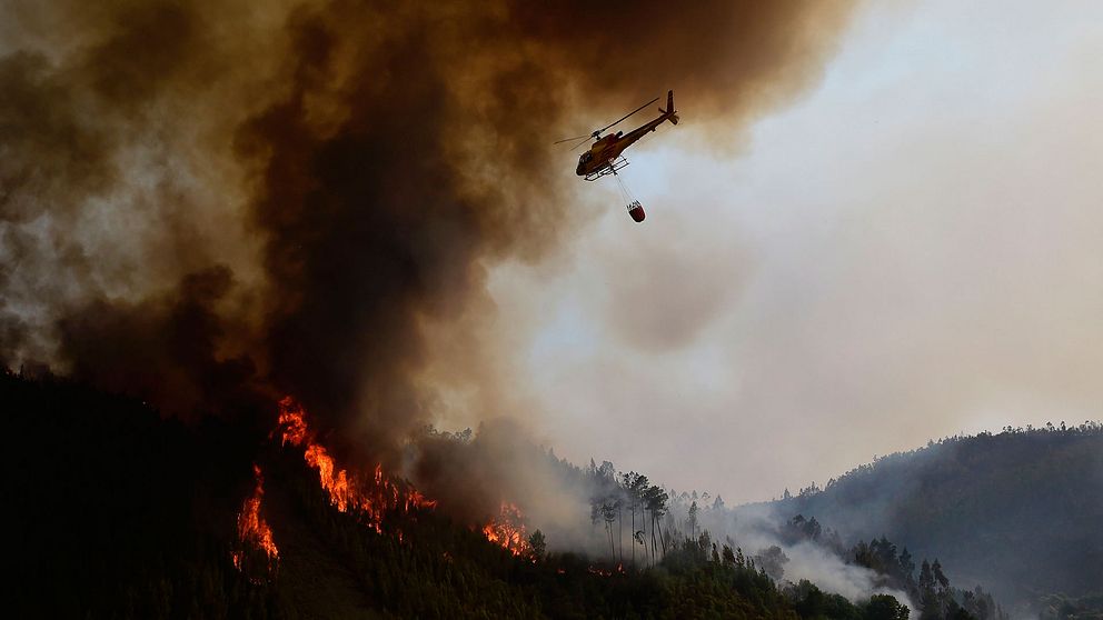 En helikopter jobbar med att bekämpa de stora skogsbränderna i Portugal.