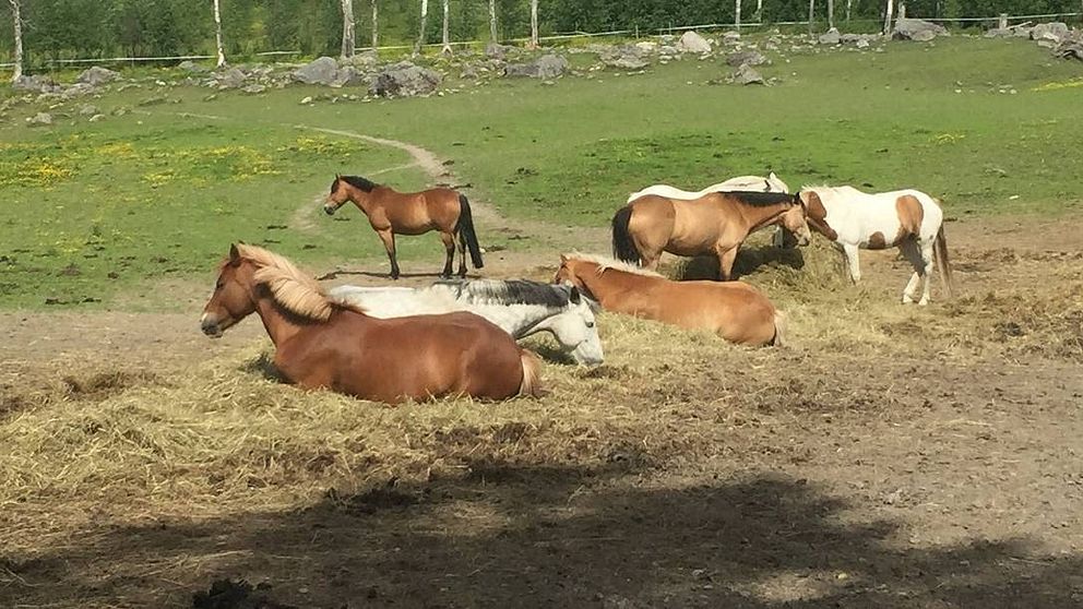 Hästar i hage