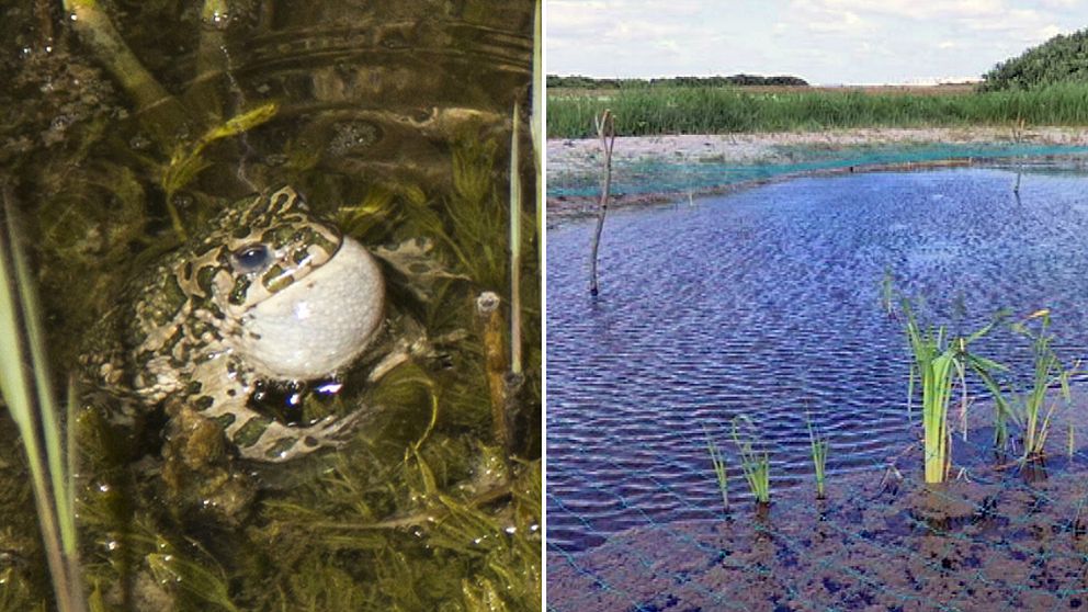 grönfläckig padda i damm på Örby ängar