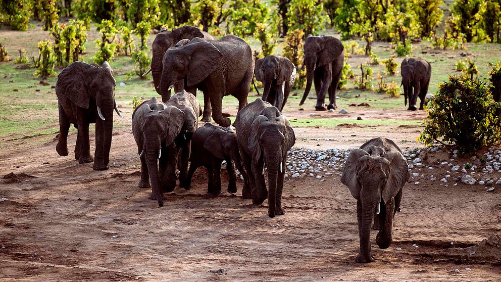 Afrikanska elefanter i en park i Zimbabwe. Arkivbild.