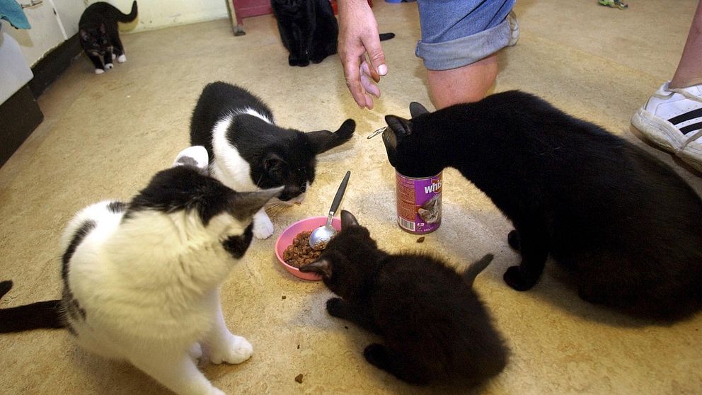 Flera katter äter kattmat