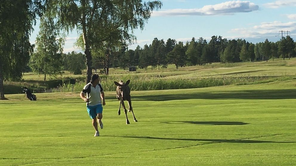 Här sätter älgkalven av efter Christer Sjögren på golfbanan. Men slutet gott, allting gott: ingen skadades vid händelsen.