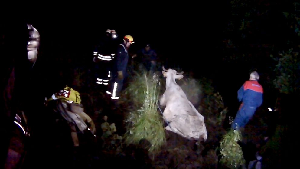 Sex brandmän fick rycka ut till den ensamma kon som fastnat i gyttjan.