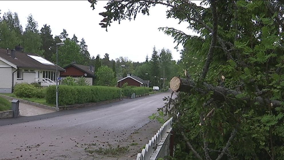 Kraftiga byvindar över Dalarna den 7 juni gjorde att som mest omkring 1 500 abonnenter var strömlösa, och en del träd föll också som här i Källviken i Falun.