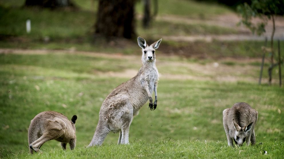 Mer än 16 000 trafikolyckor inträffar varje år med kängurur i Australien.