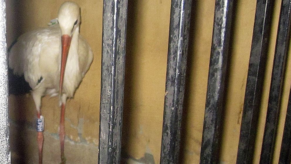 Storken i arresten