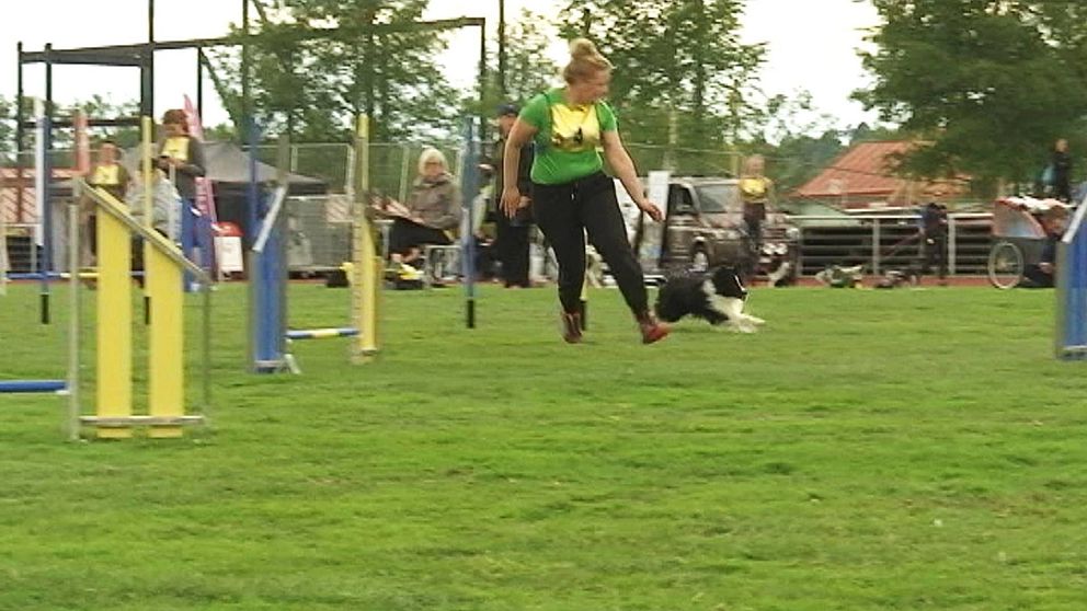 en tjej och liten hund springer i full fart på agility-banan