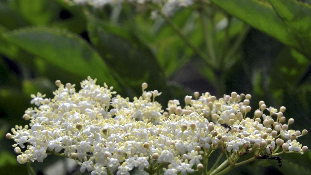 Den vanliga flädern har platta blomsterställningar, vitgula blommor och växtmärgen är vit. De blommar under juni-juli och fram mot augusti kommer bären som är svarta.