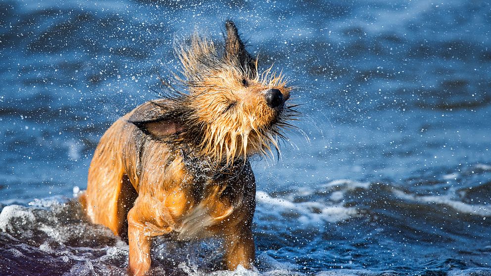 Hund som badar