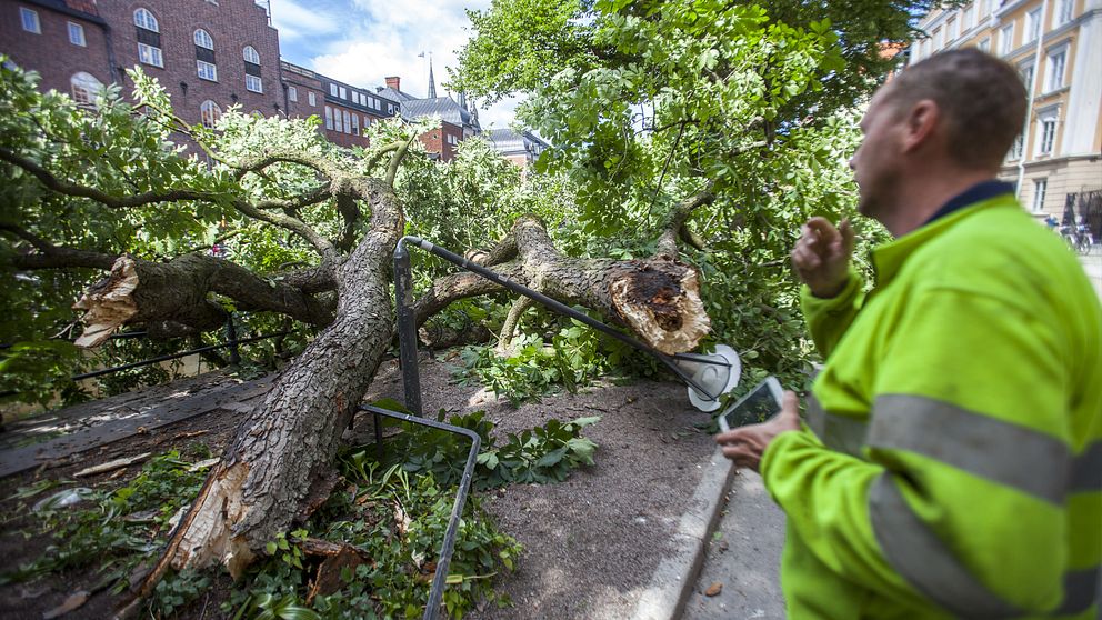Stort träd föll bland folk i centrum | SVT Nyheter
