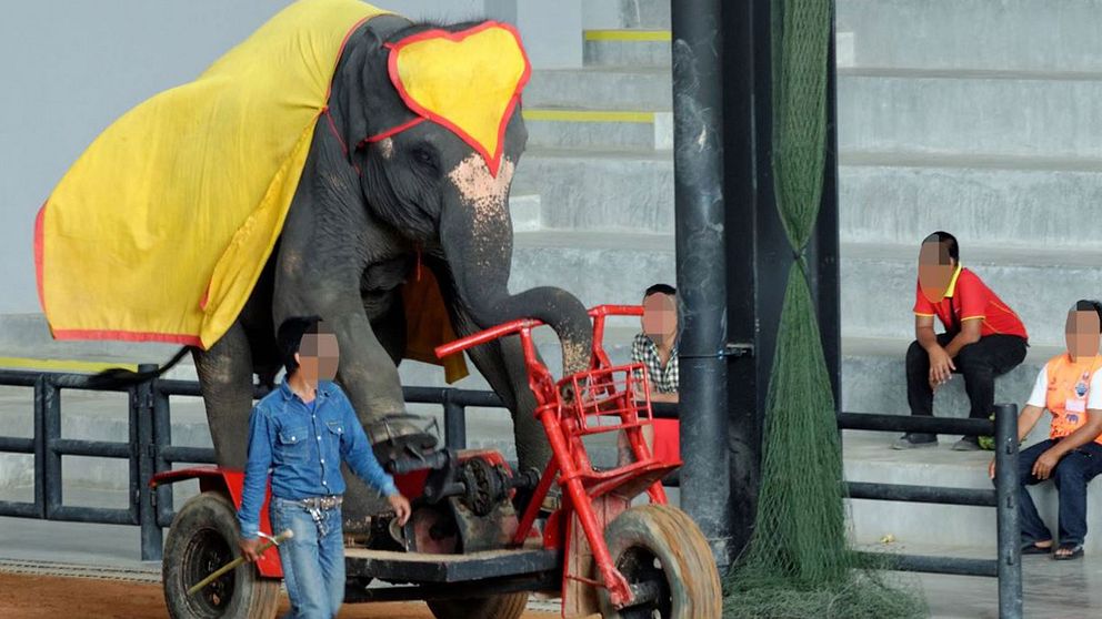 Elefant som tvingas uppträda på cykel