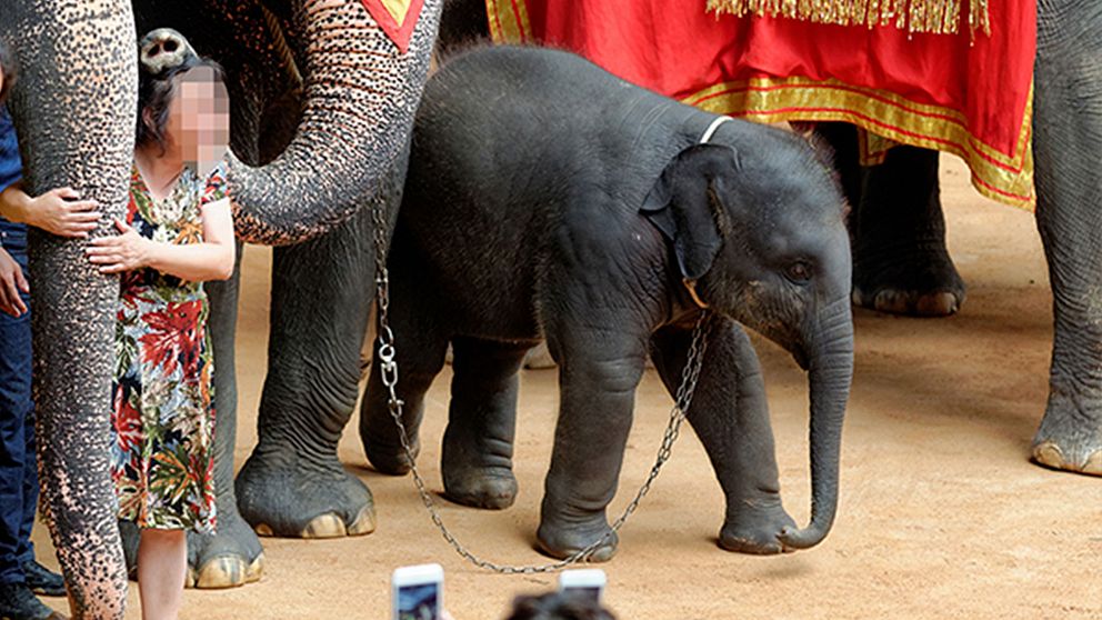 En ung elefant fastspänd med kedja.