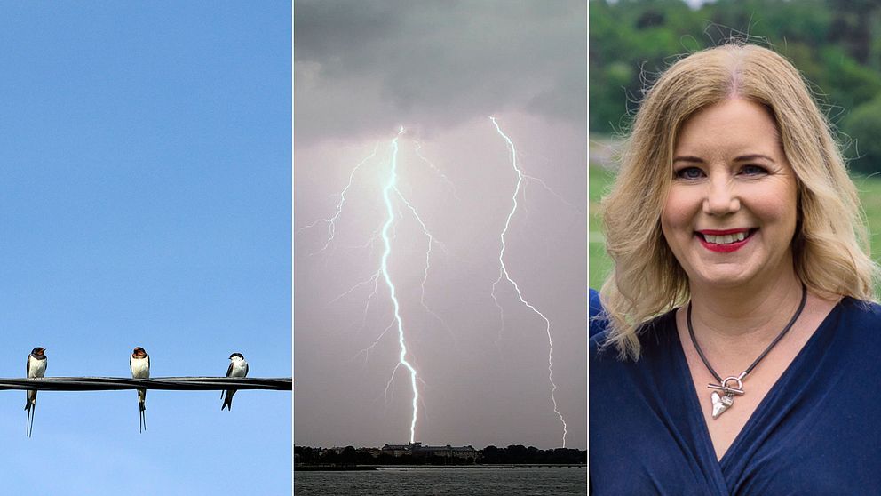 Svalor, ett blixtnedslag och meteorolog Åsa Rasmussen.