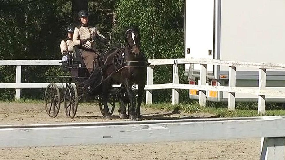 häst, hästikape, hästhage, trav, gunilla blomberg, lövånger, hästveckan, lycksele