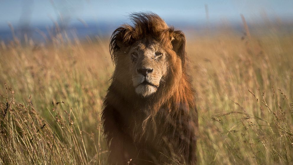 Lejon är ett av de djur vars utbredning minskat kraftigast.