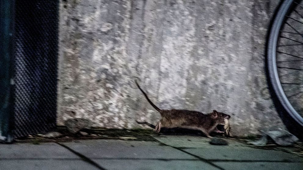 Råttorna ökar i Skåne
