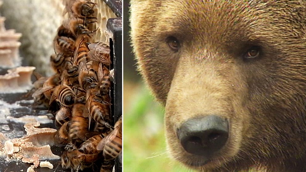 närbild på bin, och närbild på björn