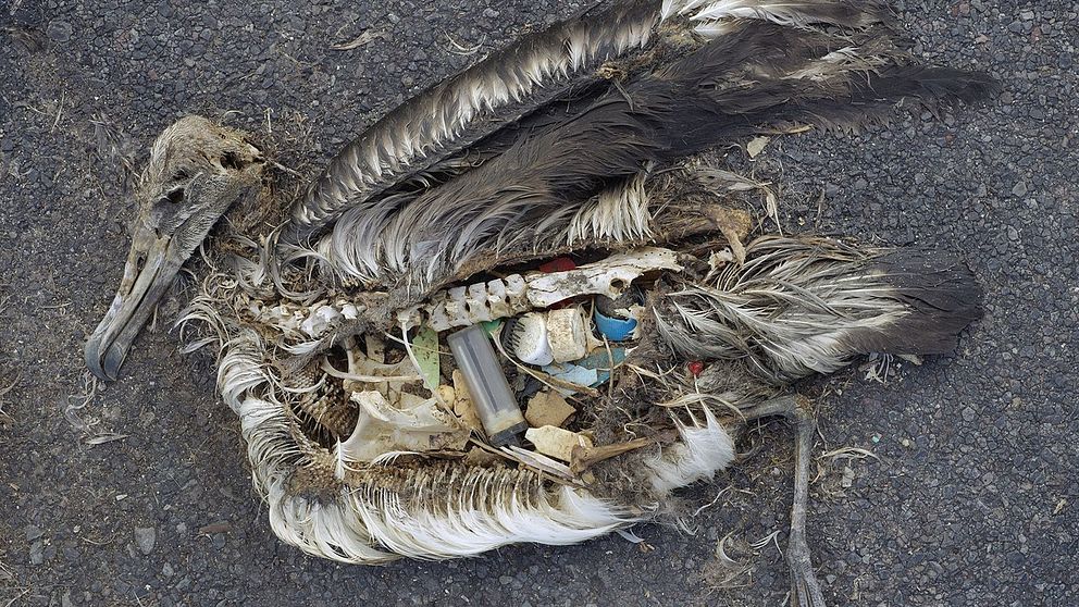 En albatrossunge på Midwayöarna i Stilla havet med magen full av plast.