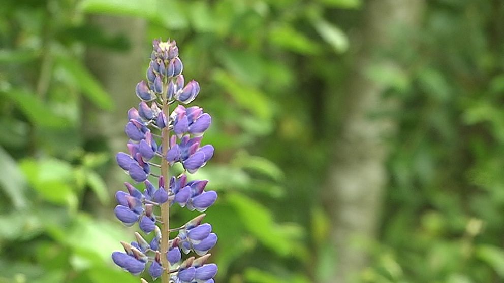 Blomsterlupin