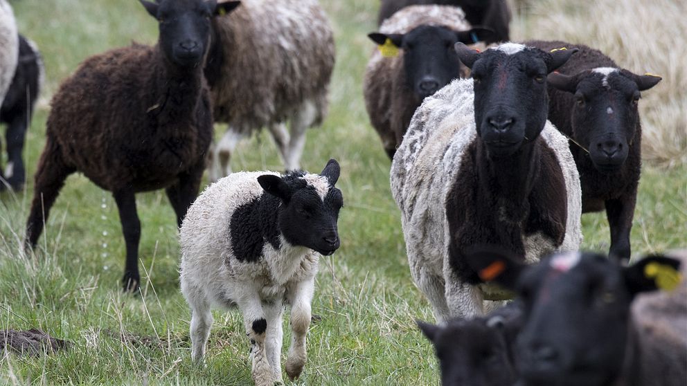 Lamm och får i en hage