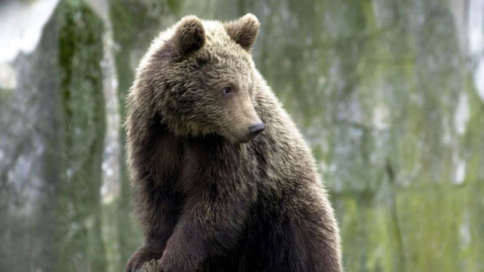 En brunbjörn på Skansen i Stockholm