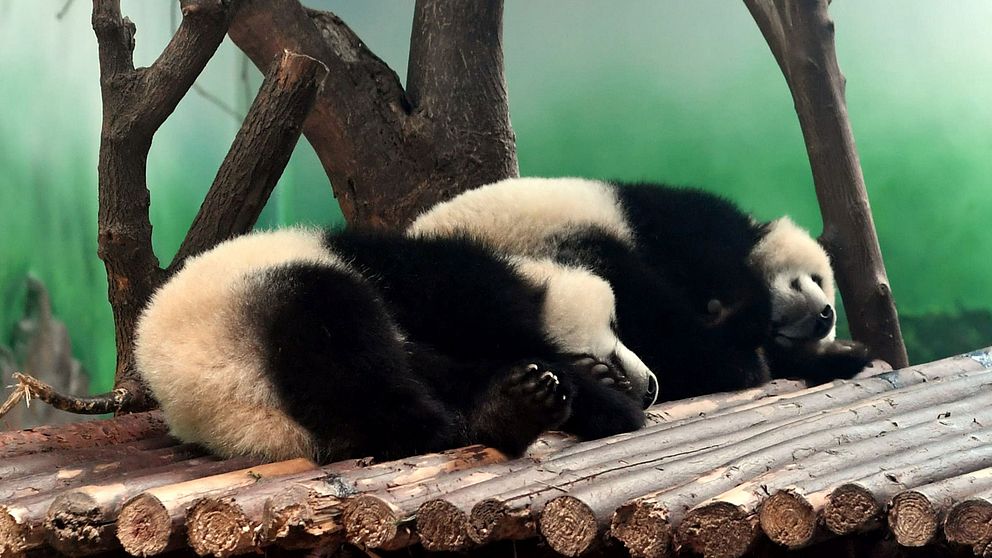 Pandaungarna Yuanman and Meilan vilar på anläggningen i Chengdu