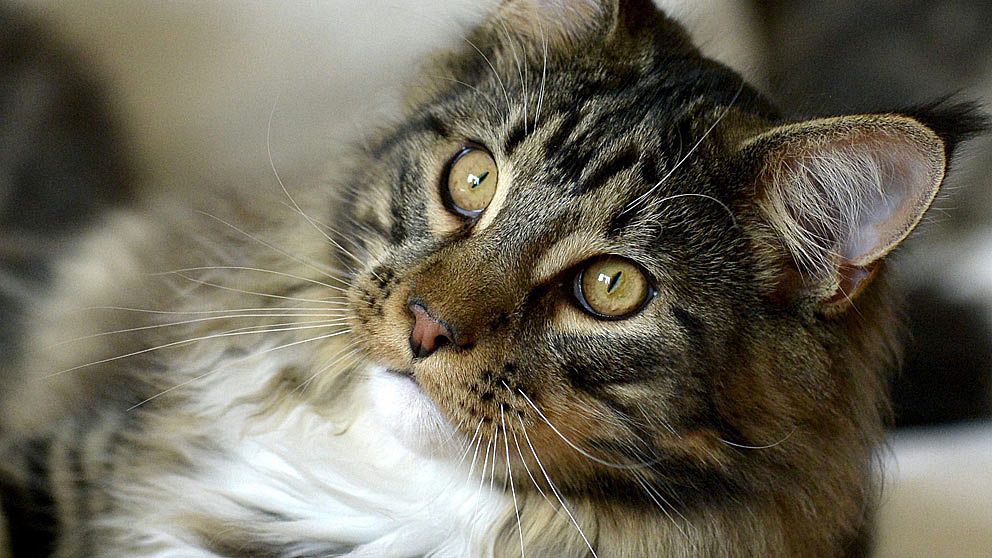 Katt