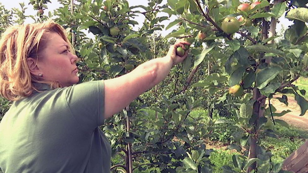 Äppelodlaren Rita Jarl konstaterar att hon kan sköra mindre än hälften så många äpplen i år som tidigare.