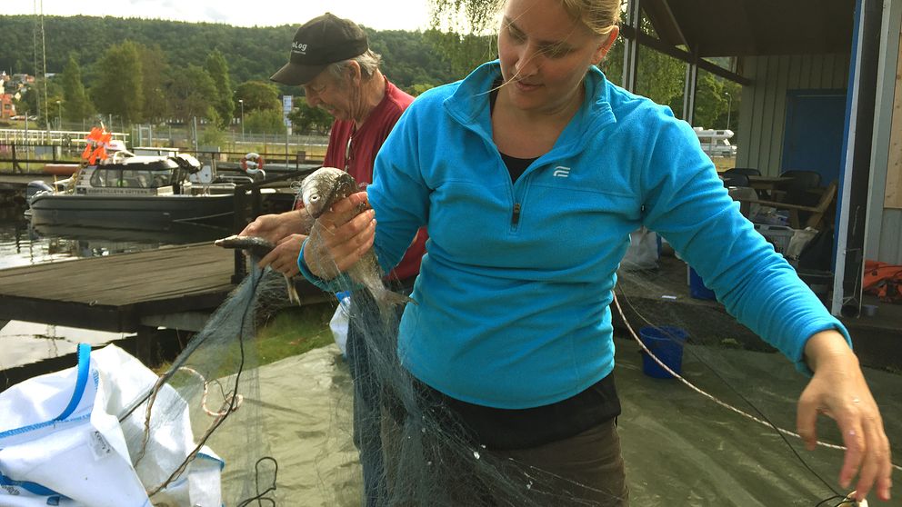 kvinna i blå tröja med blont hår plockar fisk ur nät