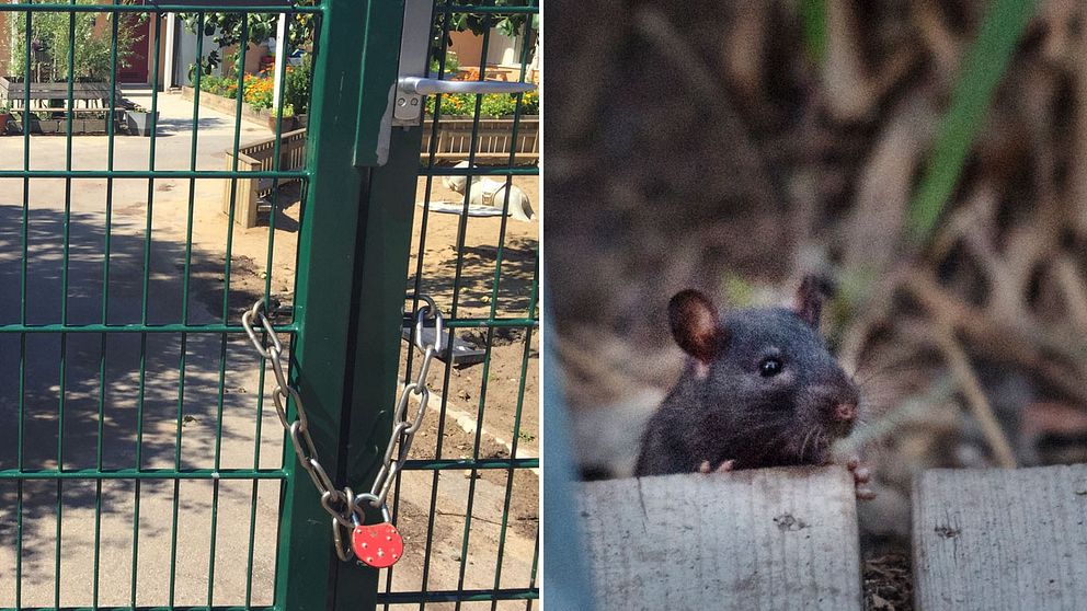 Hästhagens förskola är tillfälligt stängd efter att råttor upptäckts på gården.