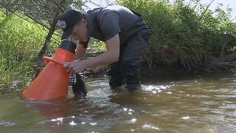 Biolog söker efter överlevande flodpärlmusslor med vattenkikare.
