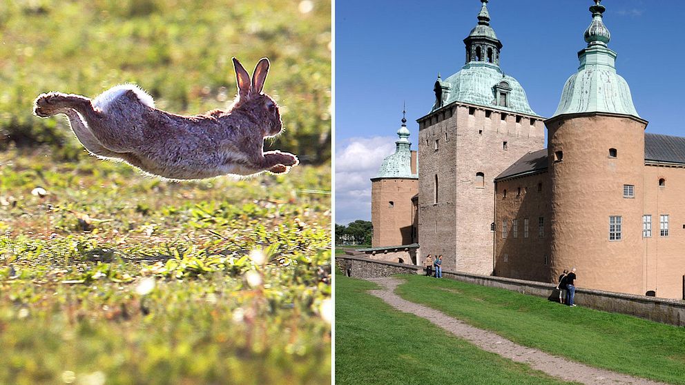 Kaninernas grävande är ett fortsatt problem runt Kalmar slott.