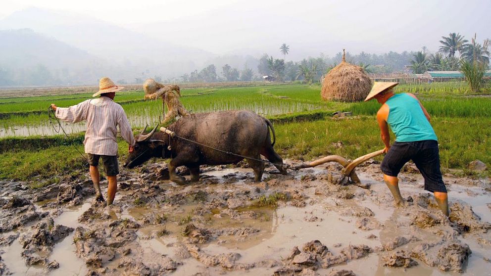 Patrik Thunberg testar att ploga med vattenbuffel i Laos.