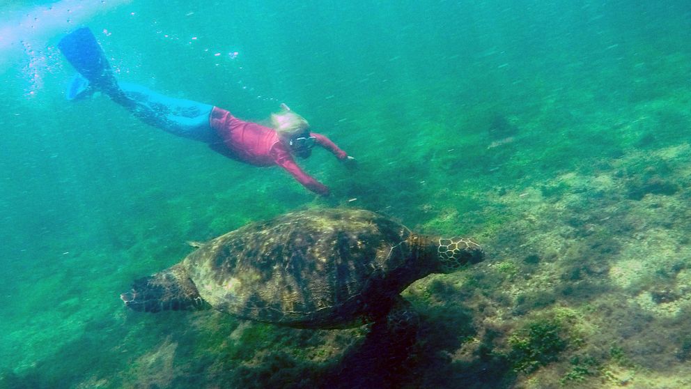 Milo Thunberg dyker med en havssköldpadda på Galapagosöarna