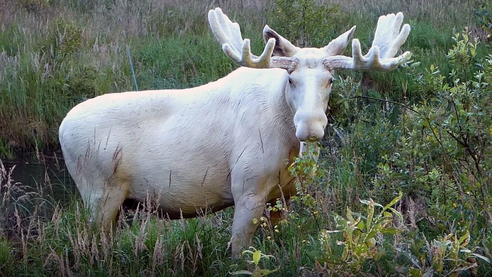 En vit älg.