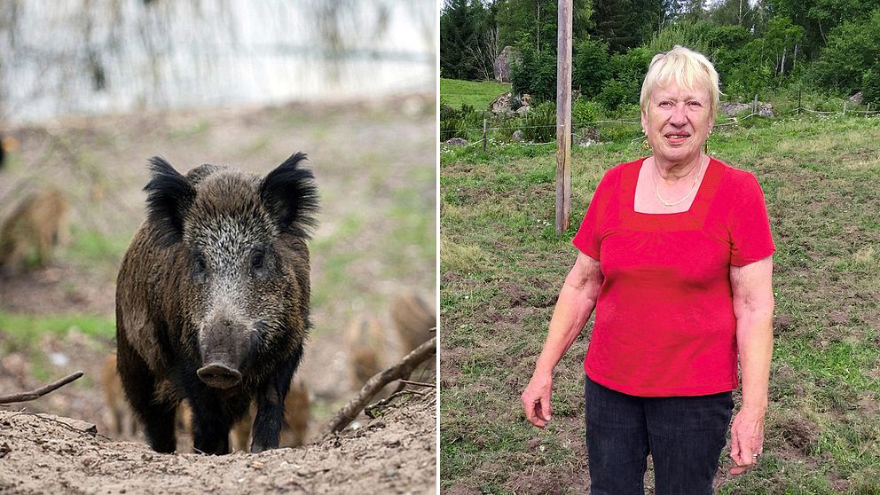 Kerstin Ivarsson i Bökemåla är så trött på vildsvinen så att hon överväger att flytta från föräldrargården.