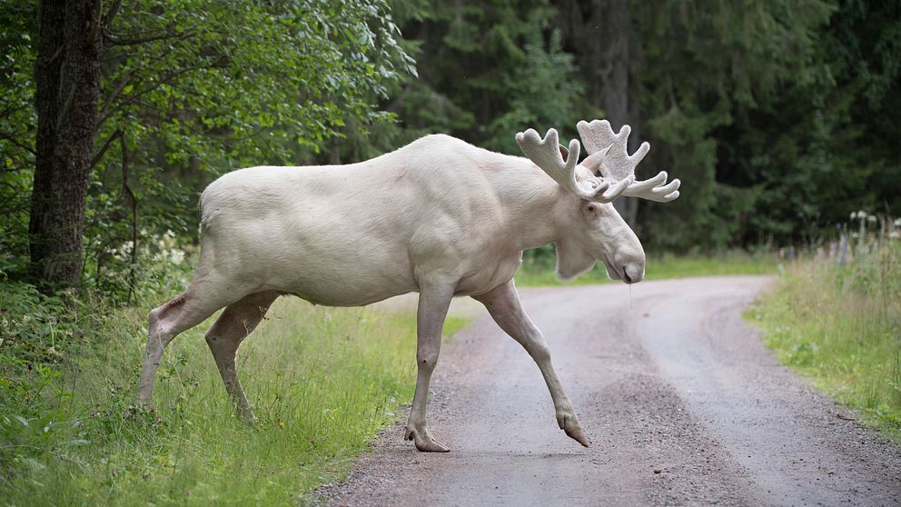 Den vita älgen i Värmland skapar irritation bland de boende i Värmland.