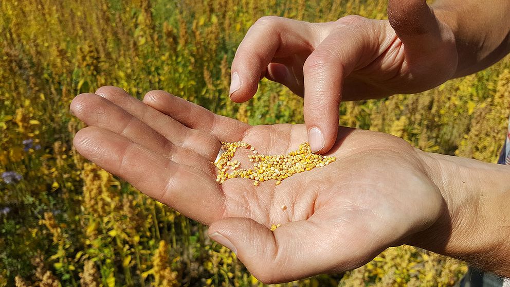 Quinoan har aldrig odlats så mycket i Sverige som nu.