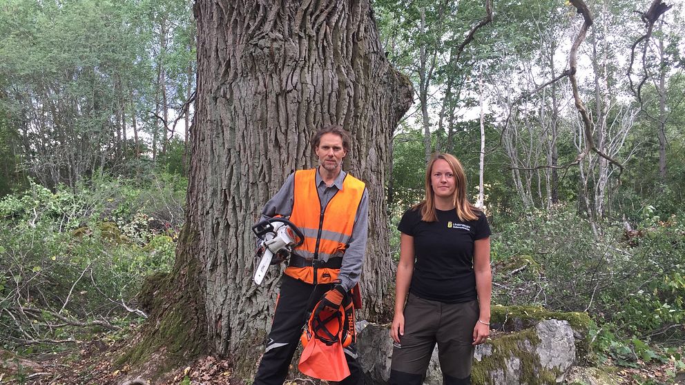 Rikard Cellberg, naturvårdskonsult och Ulrika Roos, koordinator, ekar och frihuggning.