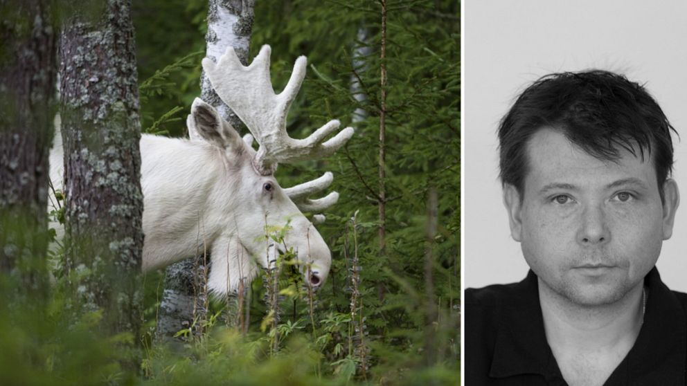 ”I torsdags jagade 20 personer älgen som om det vore en hemvärnsövning. Jag blev helt häpen”, berättar naturfotografen Ingemar Pettersson.