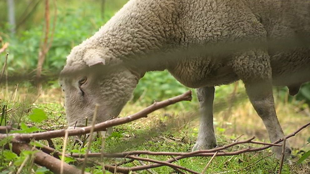 På Örby ängar betar fåren gärna bland jättelokorna