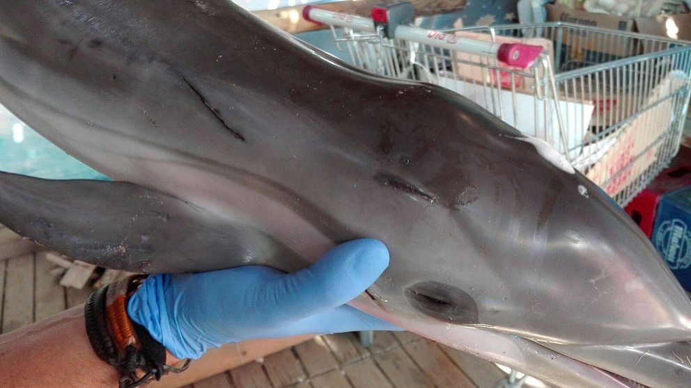 Den lokala djurrättsorganisationen Equinac hittade den döda delfinungen.