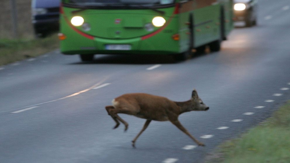 Rådjur springer över en trafikerad väg