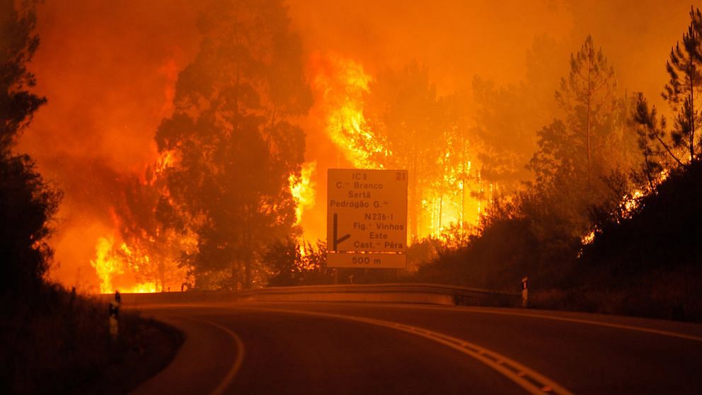 Många döda i våldsamma skogsbränder i Portugal