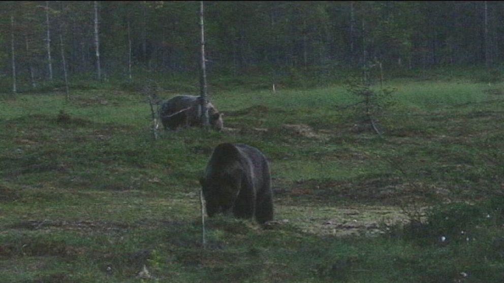 två björnar på en myr i skymning